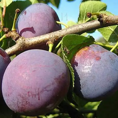 Слива СТАРТОВАЯ в Солигорске