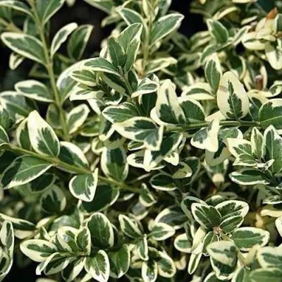 Бирючина ВАРИЕГАТУМ овальнолистная в Солигорске