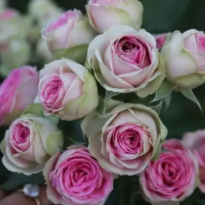 Роза МИМИ ЭДЕН спрей в Солигорске