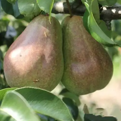 Груша БРЯНСКАЯ КРАСАВИЦА в Солигорске