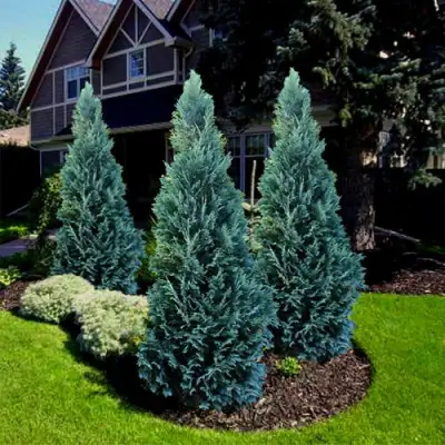 Кипарисовик ВАН ПЕЛЬТС БЛЮ лавсона в Солигорске