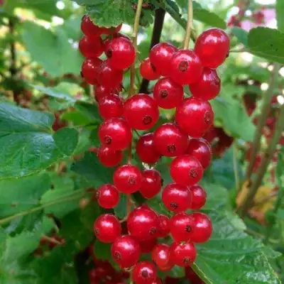 Смородина красная КОНСТАНТИНОВСКАЯ в Солигорске