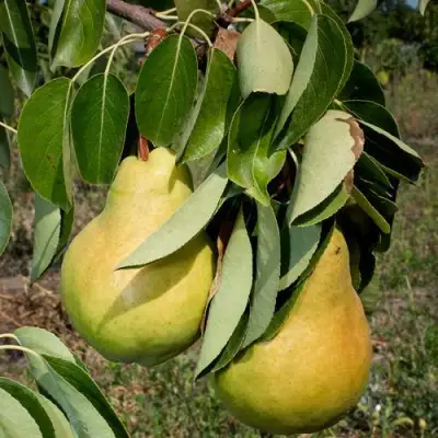 Груша ДЮШЕС ЛЕТНИЙ в Солигорске