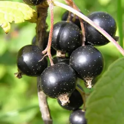 Смородина чёрная ПАМЯТЬ ВАВИЛОВА в Солигорске