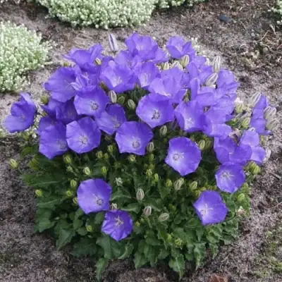 Колокольчик САНТА карпатский в Солигорске