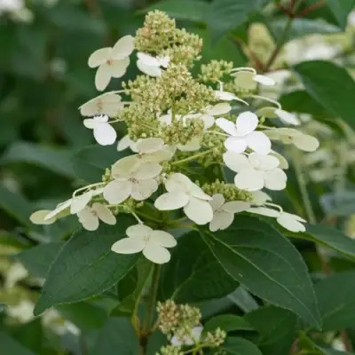 Гортензия ПРИМ ВАЙТ метельчатая в Солигорске