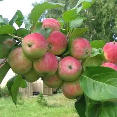 Яблоня ГРУШОВКА МОСКОВСКАЯ в Солигорске