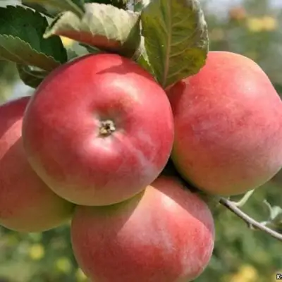 Яблоня ВЭМ-РОЗОВЫЙ в Солигорске