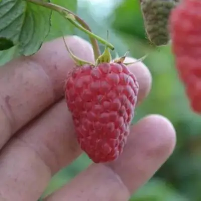 Малина КОРПИКО в Солигорске