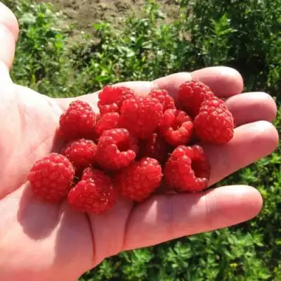 Малина БАЛЬЗАМ в Солигорске