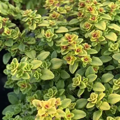 Тимьян АРЧЕРЗ ГОЛД в Солигорске