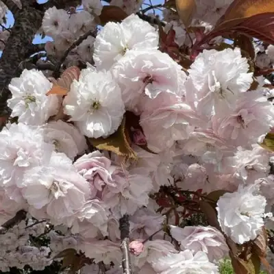 Сакура ШИРОФУГЕН в Солигорске