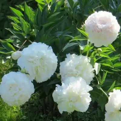 Пион МУН ОВЕР БАРРИНГТОН травянистый в Солигорске