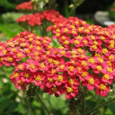 Тысячелистник ПАПРИКА обыкновенный в Солигорске