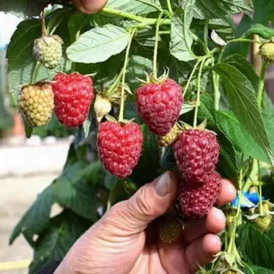 Малина ПОЛЕСЬЕ в Солигорске