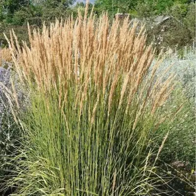 Вейник АВАЛАНШ остроцветковый в Солигорске