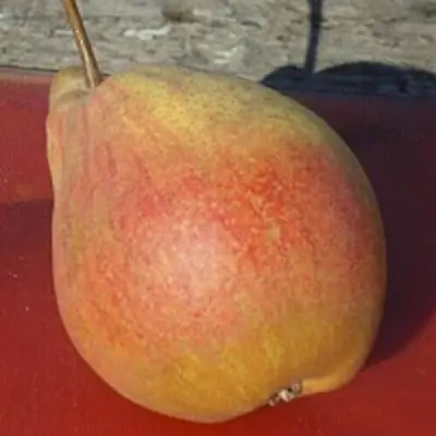 Груша ТАТЬЯНА в Солигорске