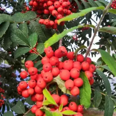 Рябина НЕВЕЖИНСКАЯ сладкоплодная в Солигорске