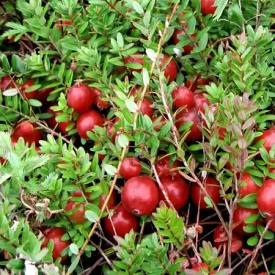 Клюква СТИВЕНС в Солигорске