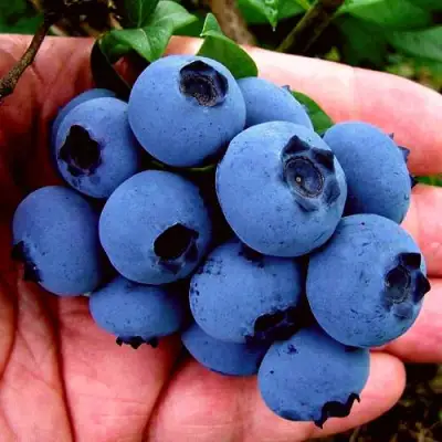 Голубика РЕКА в Солигорске