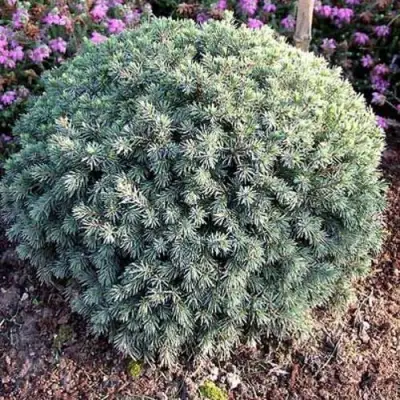 Ель ЭХИНИФОРМИС сизая в Солигорске