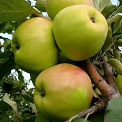 Яблоня БРАТ ЧУДНОГО стелющаяся в Солигорске