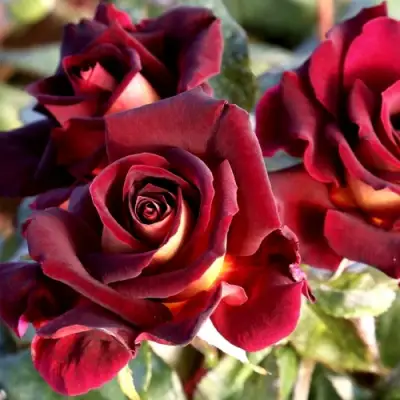 Роза ЭДДИ МИТЧЕЛЛ чайно-гибридная в Солигорске