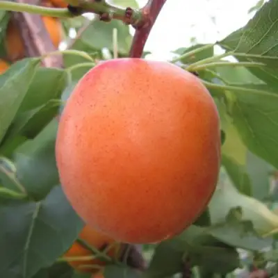 Абрикос ГОЛД РИЧ в Солигорске