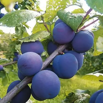 Слива КРОМАНЬ в Солигорске