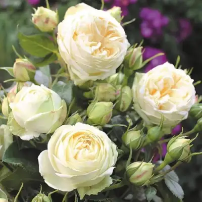 Роза ВЕНДИНГ ПИАНО чайно-гибридная в Солигорске