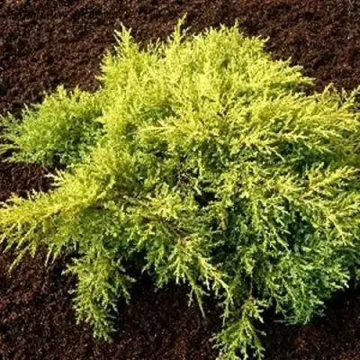 Можжевельник МОРДИГАН ГОЛД средний в Солигорске