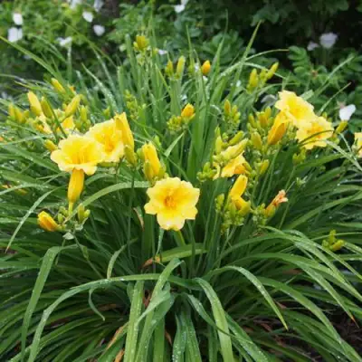 Лилейник СТЕЛЛА ДЕ ОРО гибридный в Солигорске