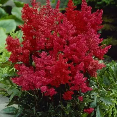 Астильба ГРАНАТ Арендса в Солигорске