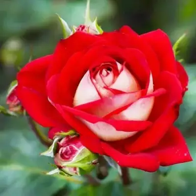 Роза АЛЬЯНС чайно-гибридная в Солигорске