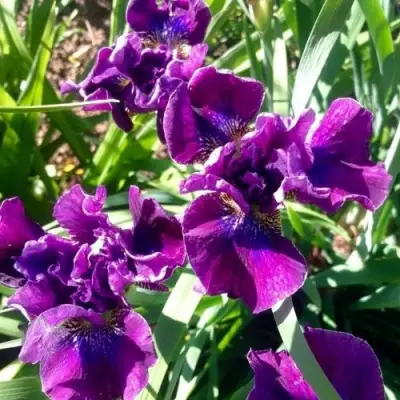 Ирис БАНДЛ ОВ ДЖОЙ сибирский в Солигорске