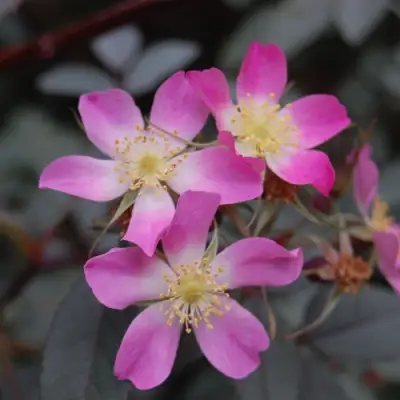 Роза сизая в Солигорске