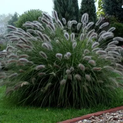 Пеннисетум ЛЕДИ Ю в Солигорске