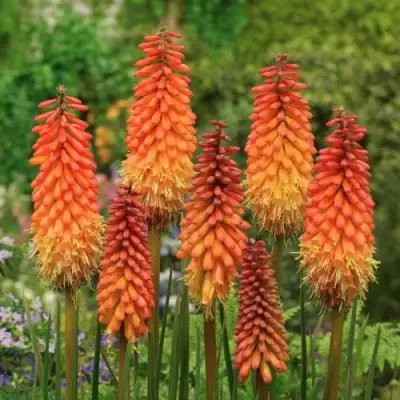 Книфофия АЛЬКАЗАР гибридная в Солигорске