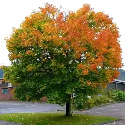 Клен остролистный в Солигорске