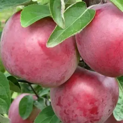 Яблоня АЛЕСЯ в Солигорске