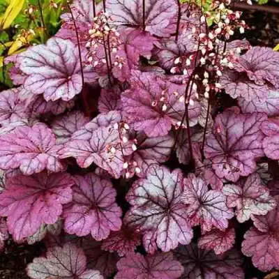 Гейхера ШУГА ФРОСТИНГ в Солигорске