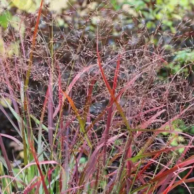 Просо РЕБРАУН прутьевидное в Солигорске