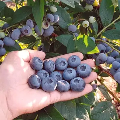 Голубика БОНУС в Солигорске