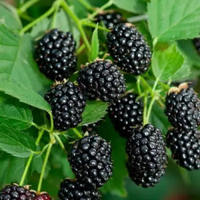 Ежевика ЛОХТЕЙ бесшипная в Солигорске