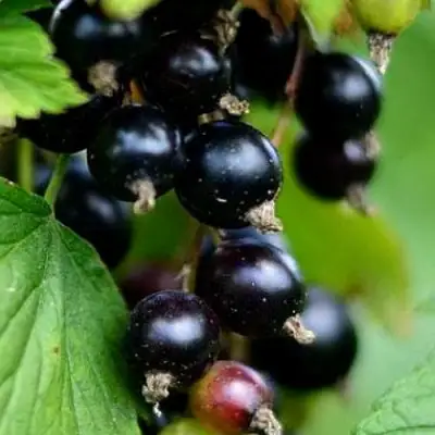 Смородина чёрная КАТЮША в Солигорске