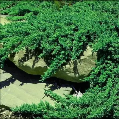 Можжевельник НАНА лежачий в Солигорске