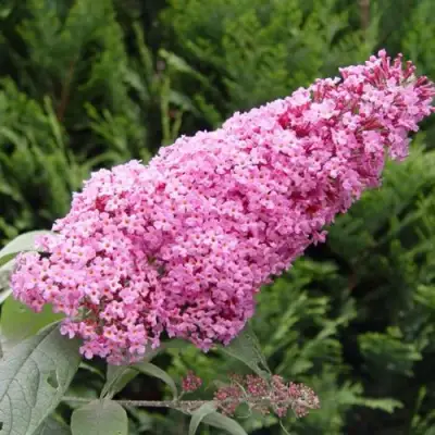 Буддлея давида ПИНК ДЕЛАЙТ в Солигорске