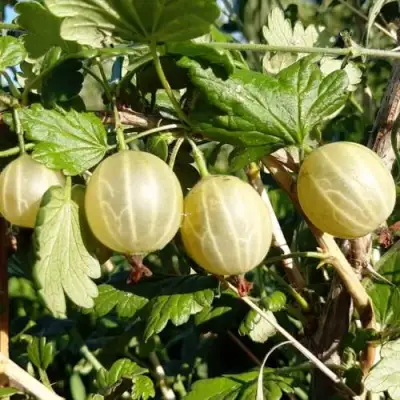 Крыжовник БЕЛОРУCСКИЙ САХАРНЫЙ 2 в Солигорске