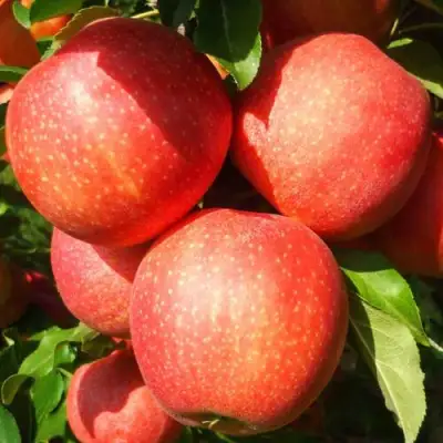 Яблоня ГАЛА ШНИГА в Солигорске