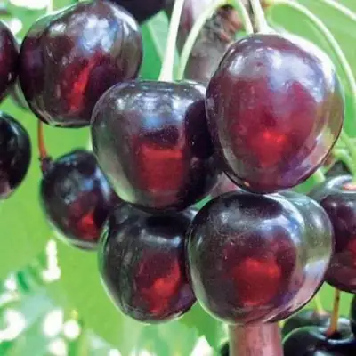 Черешня ЛЮБИМИЦА АСТАХОВА в Солигорске